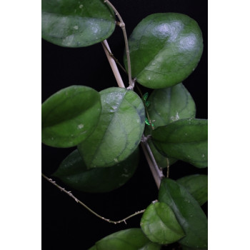 Hoya hybrid from Borneo store with hoya flowers