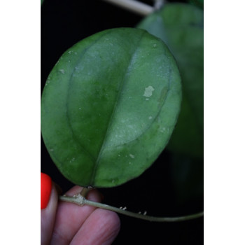 Hoya hybrid from Borneo sklep z kwiatami hoya