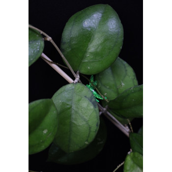 Hoya hybrid from Borneo store with hoya flowers