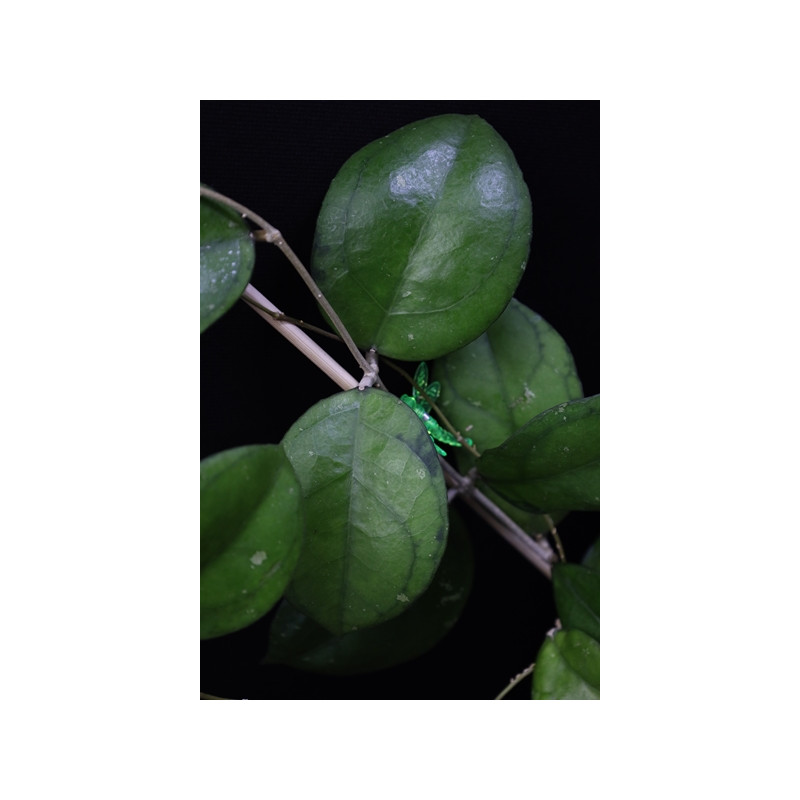 Hoya hybrid from Borneo sklep z kwiatami hoya
