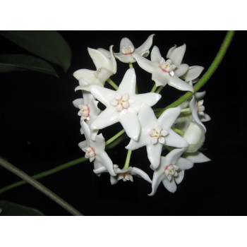 Hoya albiflora IML0299 sklep z kwiatami hoya