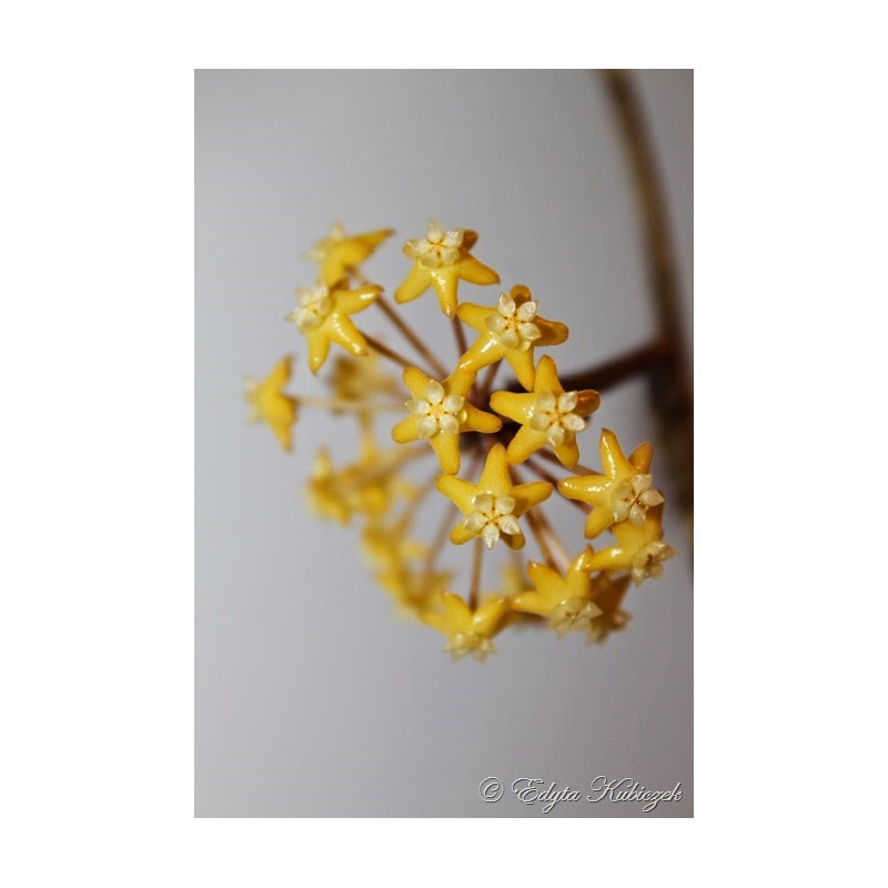 Hoya surigaoensis sklep z kwiatami hoya