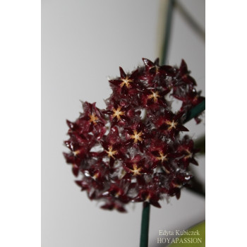 Hoya mindorensis Borneo dark, hairy flowers internet store
