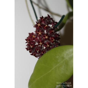 Hoya mindorensis Borneo dark, hairy flowers sklep z kwiatami hoya