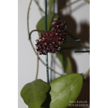 Hoya mindorensis Borneo dark, hairy flowers sklep z kwiatami hoya