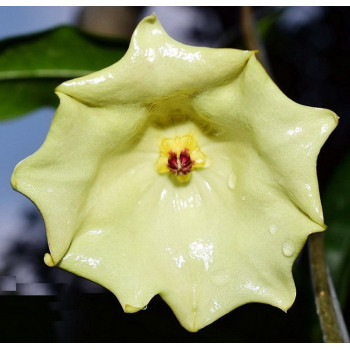 Hoya mappigera Sabah ( yellow corona ) sklep z kwiatami hoya