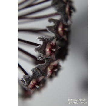 Hoya pubicalyx 'Black Mamba' EK18-007 sklep z kwiatami hoya