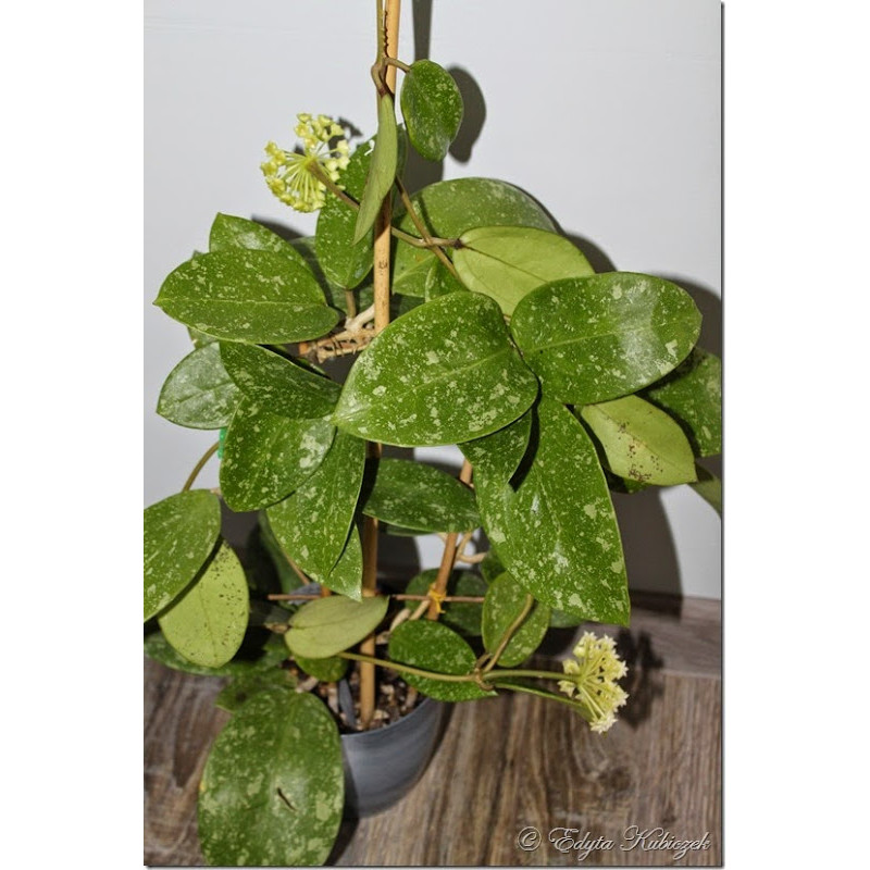 Hoya parasitica 'Lao' sklep z kwiatami hoya
