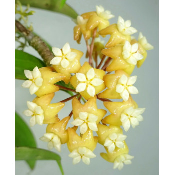 Hoya aff. chuniana PNG6 sklep z kwiatami hoya