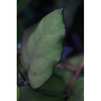 Hoya seeds 002 sklep z kwiatami hoya