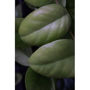 Hoya cardiophylla sklep internetowy
