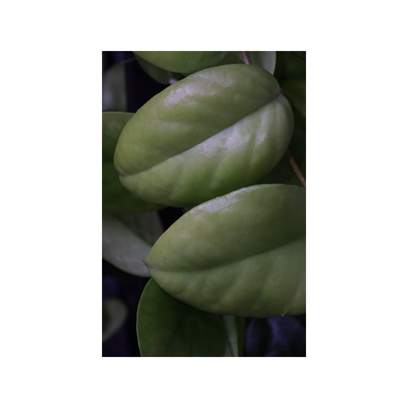 Hoya cardiophylla sklep z kwiatami hoya