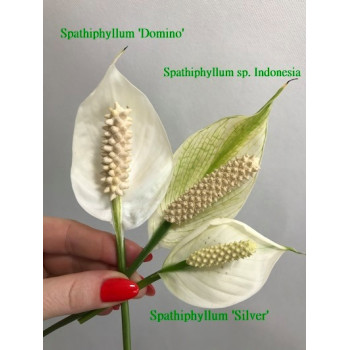 Spathiphyllum sp. Indonesia store with hoya flowers