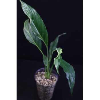 Spathiphyllum sp. Indonesia sklep internetowy