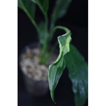 Spathiphyllum sp. Indonesia store with hoya flowers