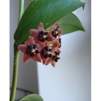 Hoya lobbii miniature form store with hoya flowers