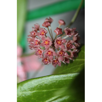 Hoya parvapollinia sklep z kwiatami hoya