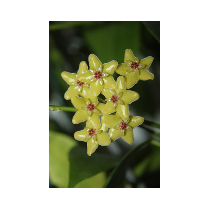 Hoya diptera 'Fiji' sklep z kwiatami hoya