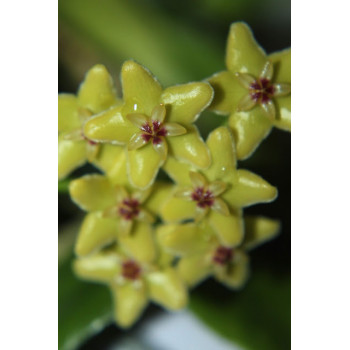 Hoya diptera 'Fiji' sklep z kwiatami hoya