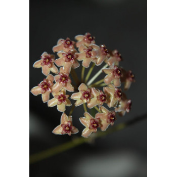 Hoya memoria x IR26 sklep z kwiatami hoya
