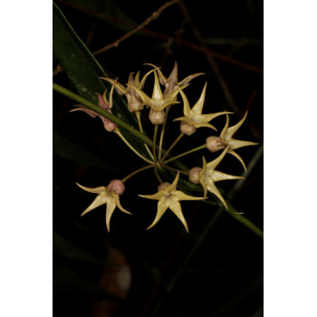 Hoya telosmoides store with hoya flowers