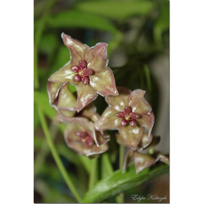 Hoya filiformis store with hoya flowers