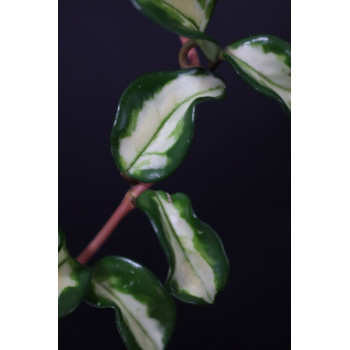 Hoya carnosa 'Marlea' variegated sklep internetowy