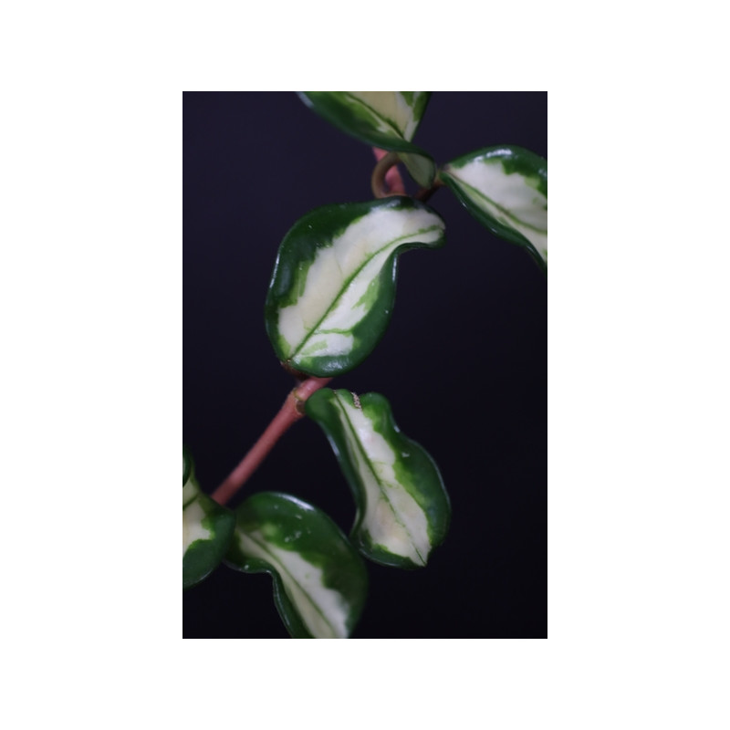 Hoya carnosa 'Marlea' variegated sklep z kwiatami hoya