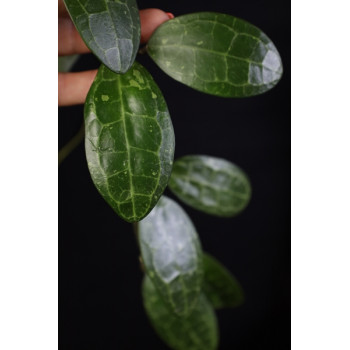 Hoya elliptica ( splash, ovate leaves ) sklep z kwiatami hoya