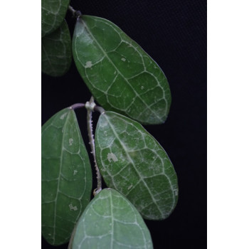 Hoya elliptica ( splash, ovate leaves ) internet store