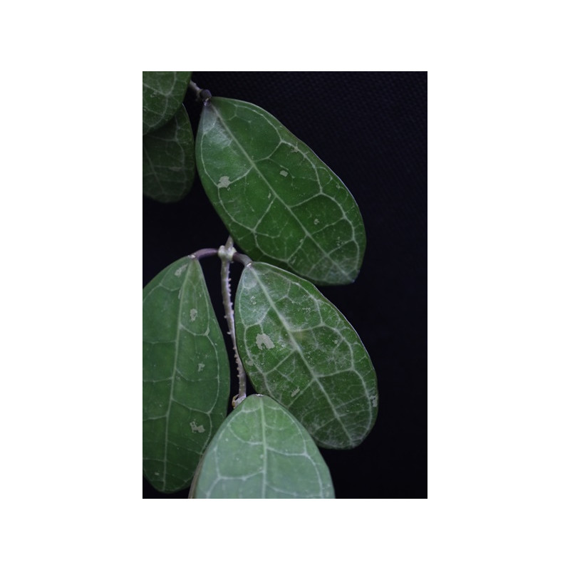Hoya elliptica ( splash, ovate leaves ) store with hoya flowers