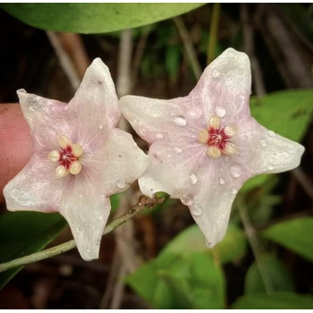 Hoya evelinae sklep z kwiatami hoya