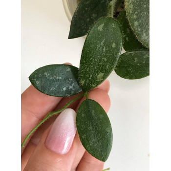 Hoya thomsonii ( small splash leaves ) internet store