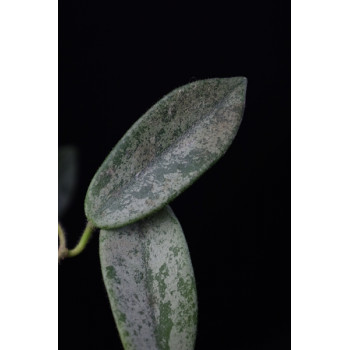 Hoya thomsonii ( SILVER leaves ) internet store