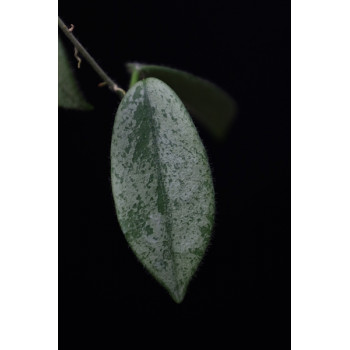 Hoya thomsonii ( SILVER leaves ) sklep z kwiatami hoya