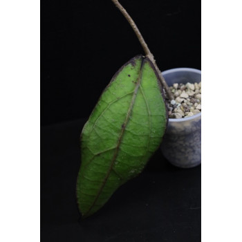 Hoya clemensiorum Long Pa Sia Borneo sklep internetowy