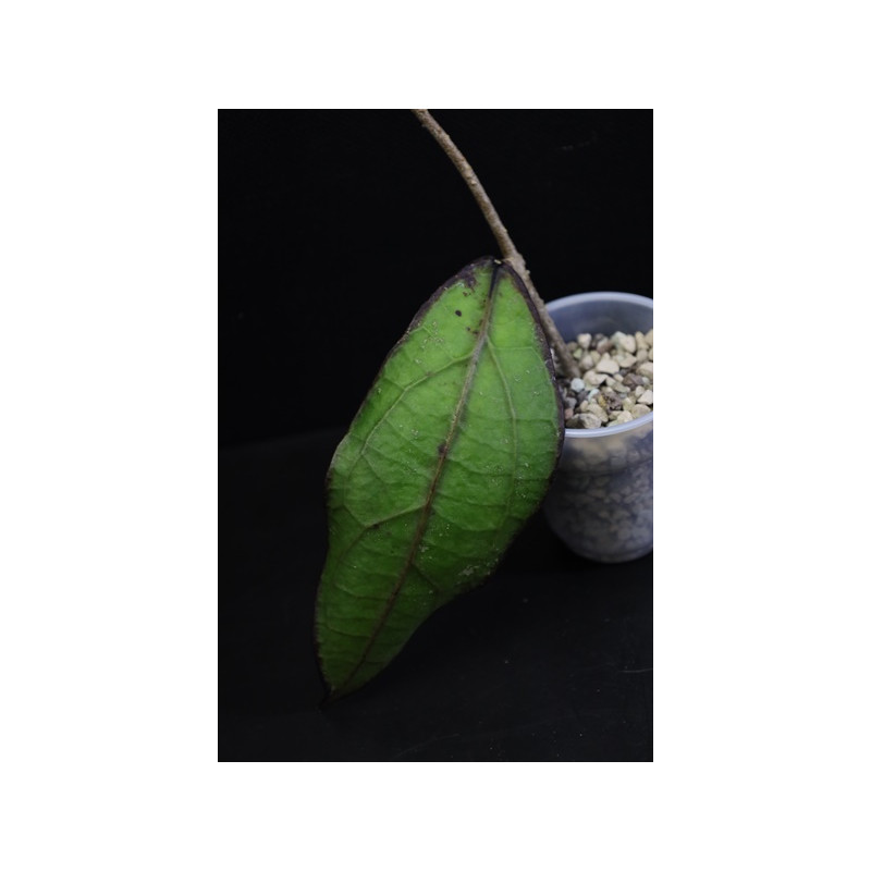 Hoya clemensiorum Long Pa Sia Borneo sklep z kwiatami hoya