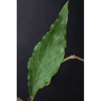 Hoya caudata ( long leaves ) internet store