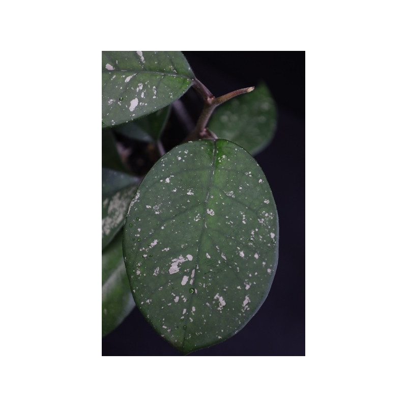Hoya x. obovata speckled sklep z kwiatami hoya
