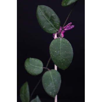 Hoya ovalifolia sklep internetowy