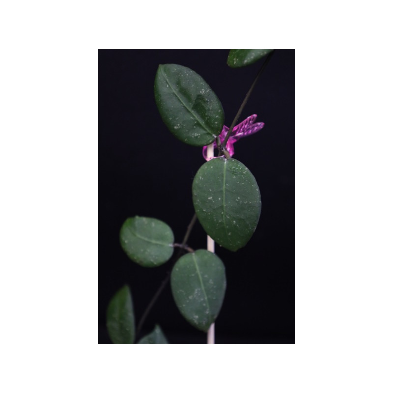 Hoya ovalifolia sklep z kwiatami hoya