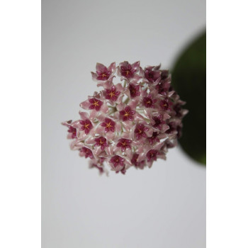 Hoya paulshirleyi sklep z kwiatami hoya