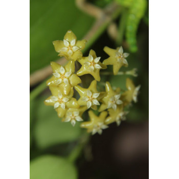 Hoya fischeriana sklep z kwiatami hoya