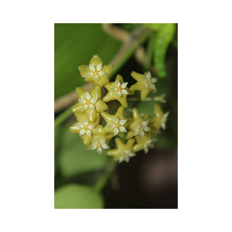 Hoya fischeriana sklep z kwiatami hoya