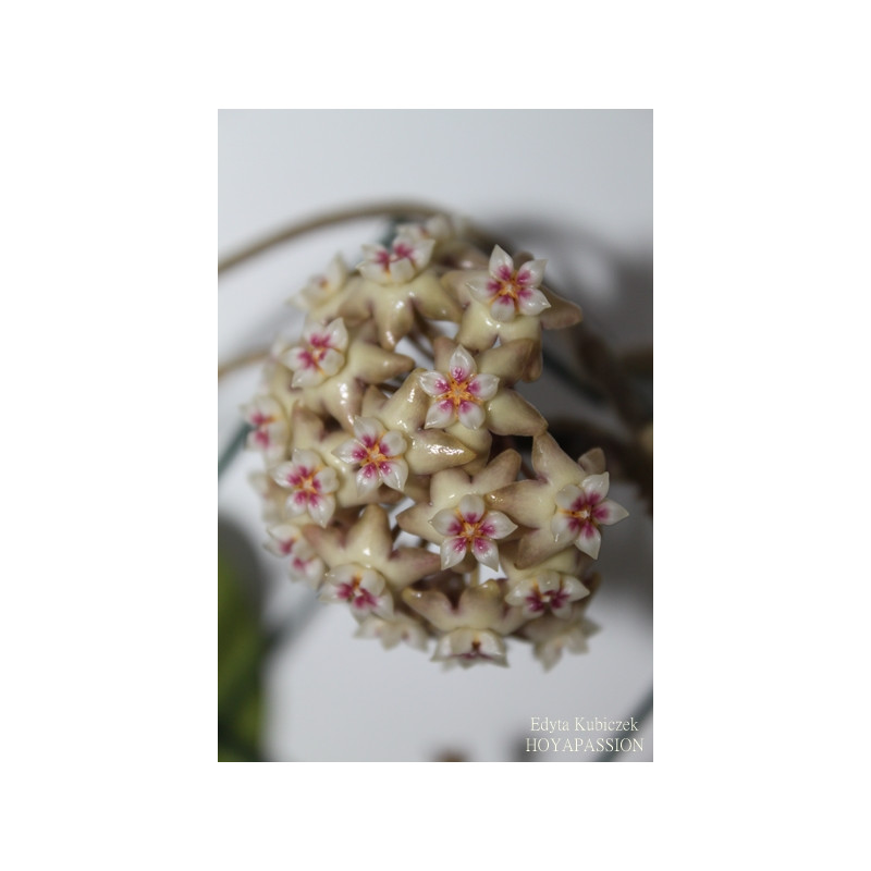 Hoya aff. rigida sklep z kwiatami hoya