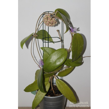 Hoya aff. rigida sklep z kwiatami hoya