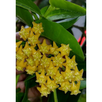 Hoya densifolia yellow corona sklep z kwiatami hoya