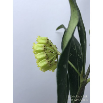 Hoya amicabilis sklep z kwiatami hoya