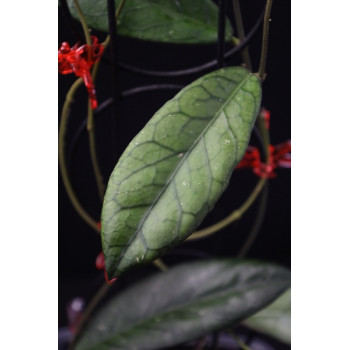 Hoya sp. Tanggamus ( round leaves ) sklep z kwiatami hoya