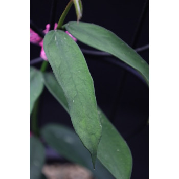 Hoya pandurata sklep z kwiatami hoya